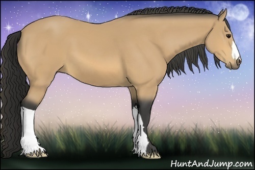 Horse Color:Buckskin