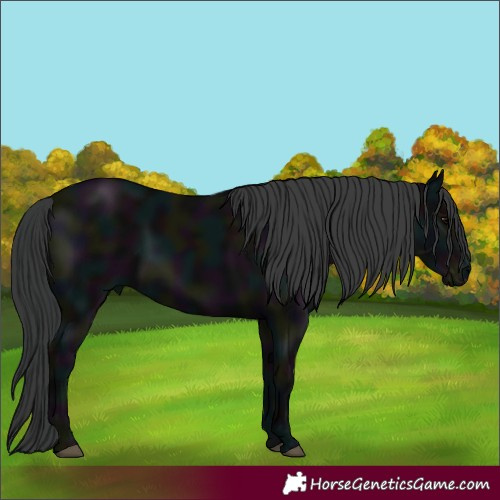Horse Color:White Spotted Midnight Black