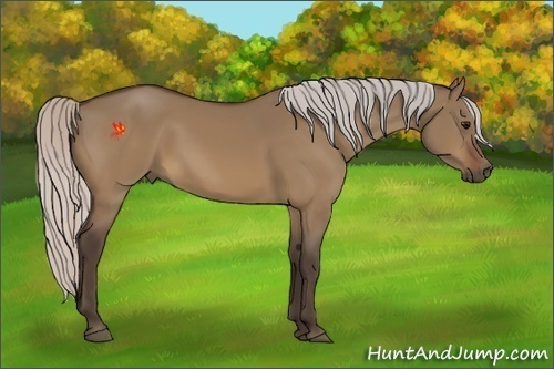 Horse Color:Silver Brown Dun 