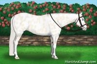 Horse Color:Cremello Dun Appaloosa 