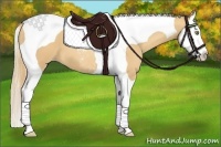 Horse Color:Gold Champagne Splash Tobiano