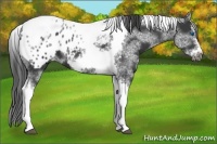 Horse Color:White Spotted Black Splash Tobiano Frame Appaloosa 