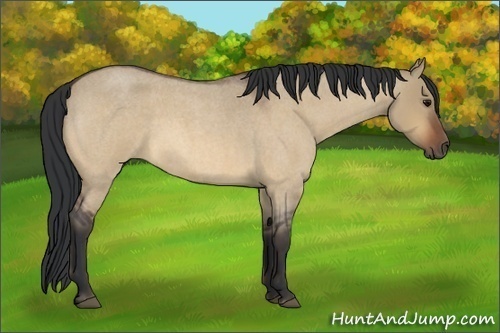 Horse Color:Bay Roan Dun