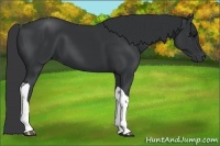 Horse Color:Black Tobiano Rabicano