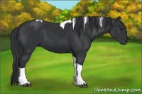 Horse Color:Black Tobiano 