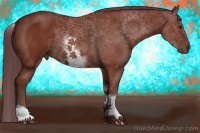 Horse Color:White Spotted Chocolate Bay 