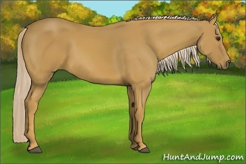 Horse Color:Palomino 