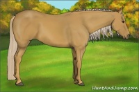 Horse Color:Palomino 