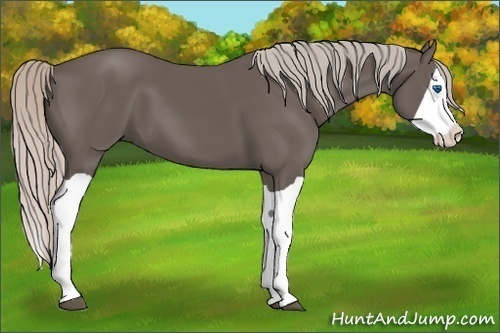 Horse Color:Silver Black Splash