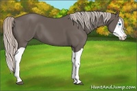 Horse Color:Silver Black Splash