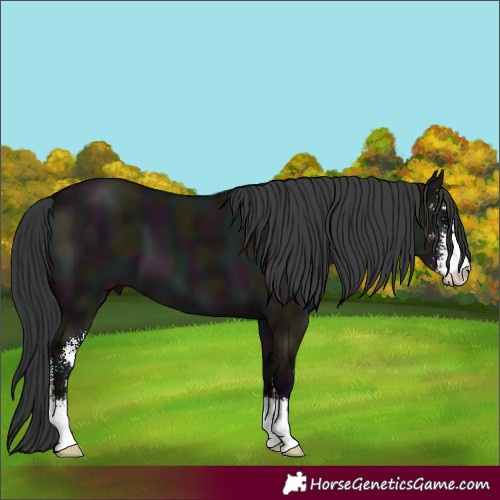 Horse Color:Midnight Grullo Sabino