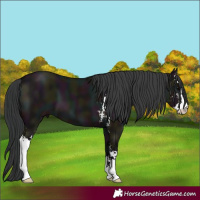 Horse Color:Midnight Grullo Sabino 