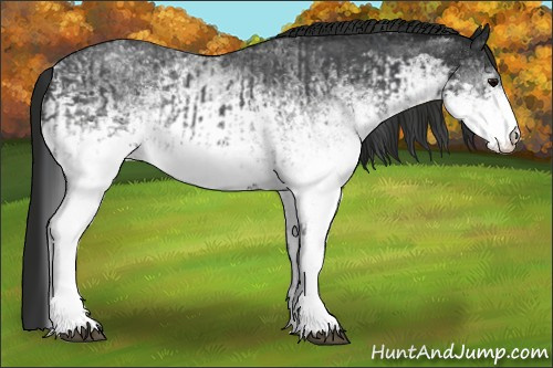 Horse Color:White Spotted Blue Roan Rabicano  and Gray White Spotted Blue Roan Rabicano 