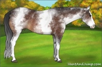 Horse Color:White Spotted Bay Splash Rabicano 