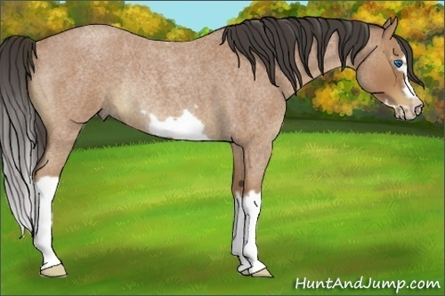 Horse Color:Buckskin Roan Splash Frame Rabicano 