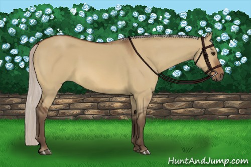 Horse Color:Silver Bay Dun