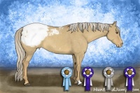 Horse Color:Palomino Dun Appaloosa 