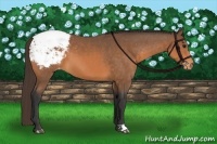 Horse Color:Buckskin Varnish
