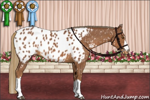 Horse Color:Chestnut Appaloosa 