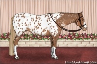 Horse Color:Chestnut Appaloosa 