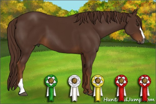 Horse Color:Gray Chestnut 