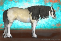 Horse Color:Buckskin Dun Splash 