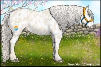 Horse Color:Cremello Appaloosa 