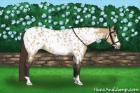 Horse Color:Bay Dun Frame Appaloosa Rabicano
