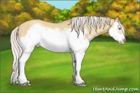 Horse Color:Silver Classic Champagne Dun Splash Frame 