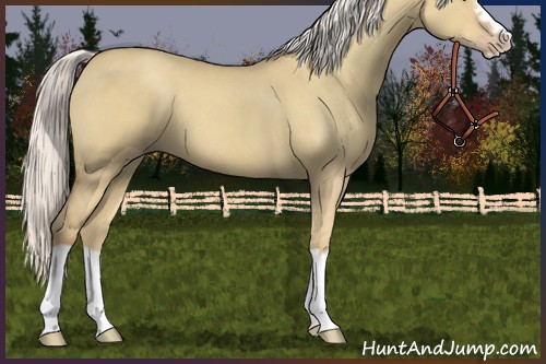 Horse Color:Silver Classic Champagne Dun Splash Frame 