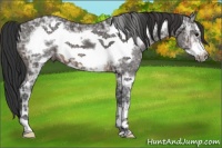 Horse Color:Buckskin Ice Frame 