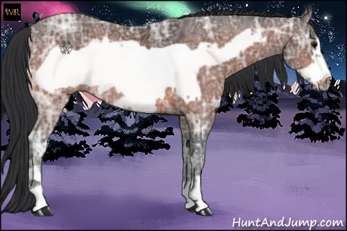 Horse Color:Bay Ice Frame 