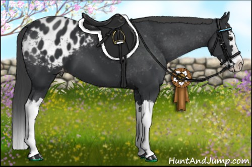 Horse Color:Black Splash Appaloosa 