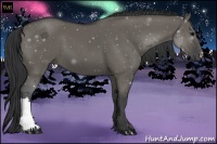 Horse Color:Grullo