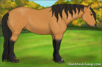 Horse Color:Gray Buckskin