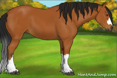 Horse Color:Gray Buckskin