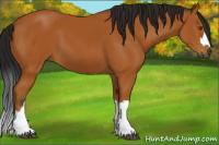 Horse Color:Gray Buckskin