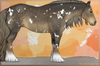 Horse Color:White Spotted Liver Chestnut 