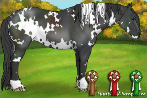 Horse Color:White Spotted Smoky Black