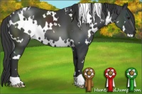 Horse Color:White Spotted Smoky Black