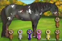 Horse Color:White Spotted Liver Chestnut