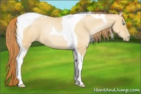 Horse Color:Amber Champagne Roan Pearl Tobiano 