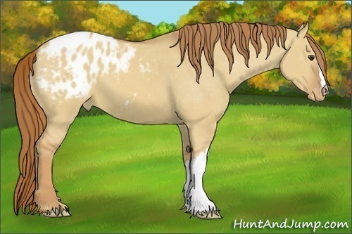 Horse Color:Red Dun Appaloosa 