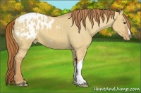 Horse Color:Red Dun Appaloosa 
