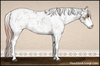 Horse Color:Liver Chestnut Ice Sabino 