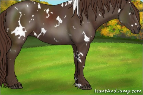 Horse Color:White Spotted Liver Chestnut