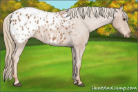 Horse Color:Chestnut Appaloosa 