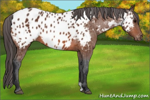 Horse Color:Bay Appaloosa
