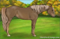 Horse Color:Chocolate Palomino 