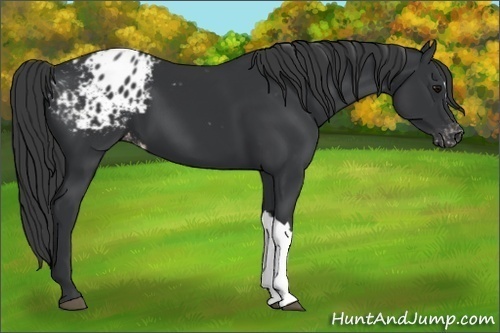Horse Color:Black Appaloosa